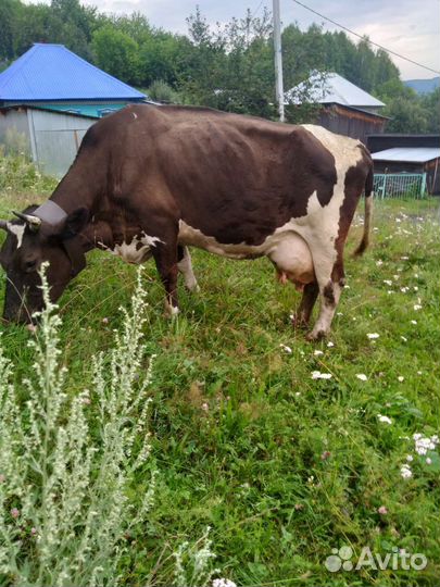 Корова высокоудойная