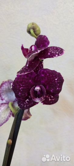 Орхидея тёмный кот