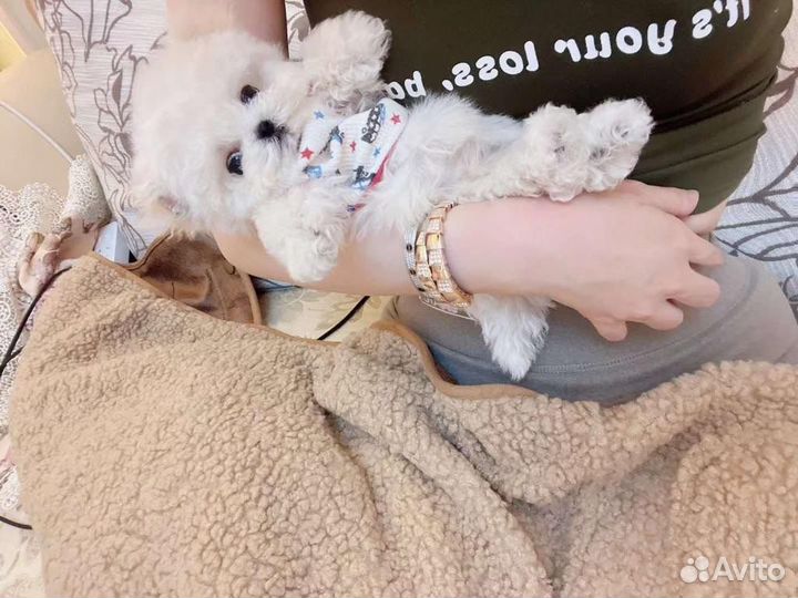 Мальтипу микро импорт Бишон Фризе men экстра микро