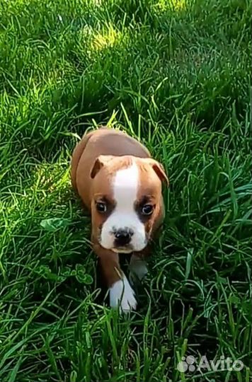 Амстафф щенок с документами