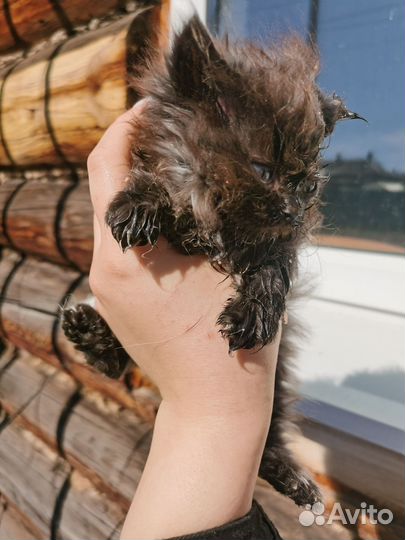 Котенок в добрые руки