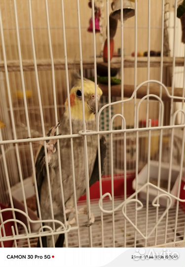 Попугай корелла с клеткой