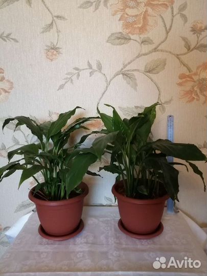 Спатифиллум/хлорофитум