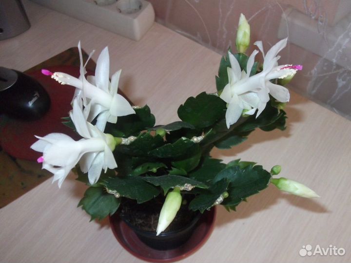 Декабристы