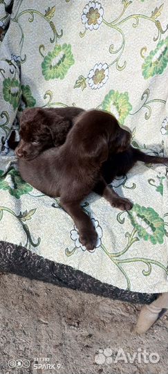 Щенки лабрадора