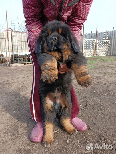 Тибетский мастиф