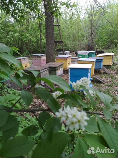 Продам пчел