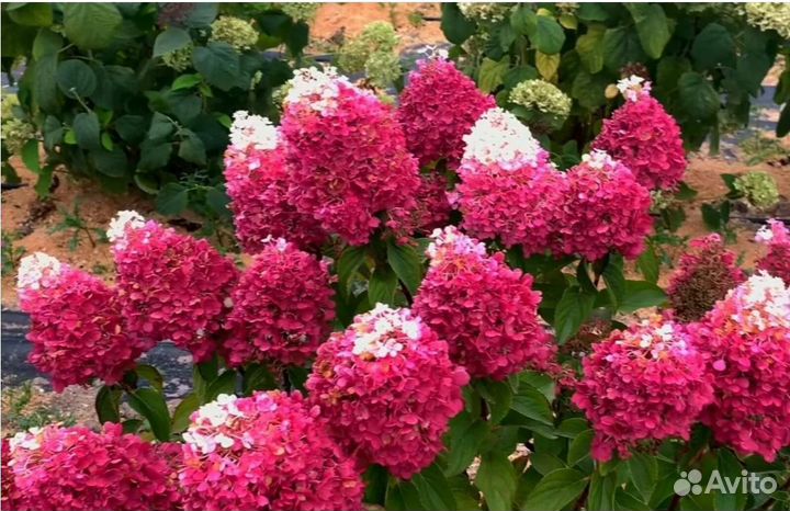 Гортензия Строберри блоссом