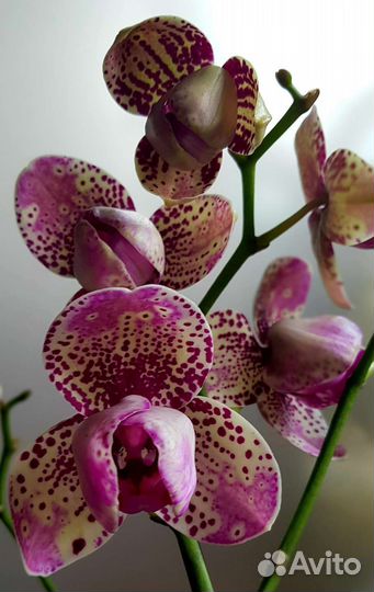 Орхидея фаленопсис Фронтера-бабочка