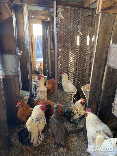 Гуси,индоутки,петушки