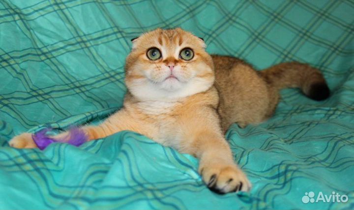 Шотландские котята