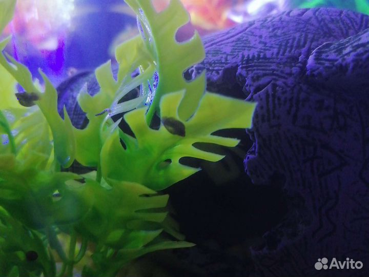 Улитки аквариумные