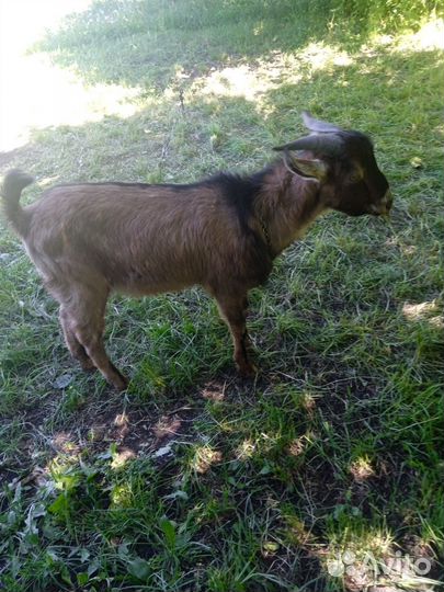 Нубийский козел вязка