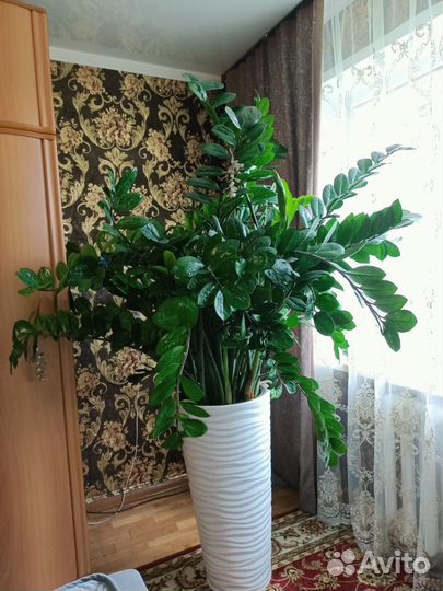 Замиокулькас