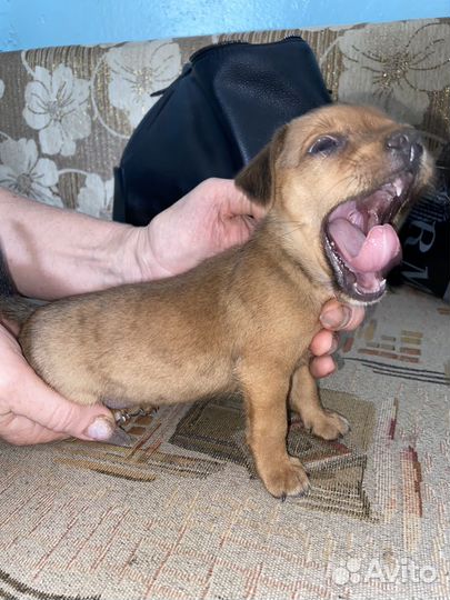 Маленький Щенок