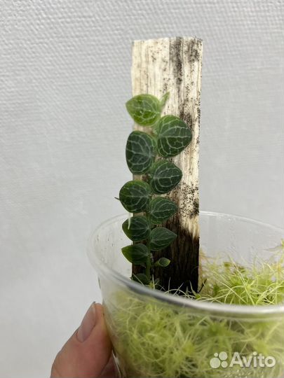 Рафидофора криптанта растение для флорариума