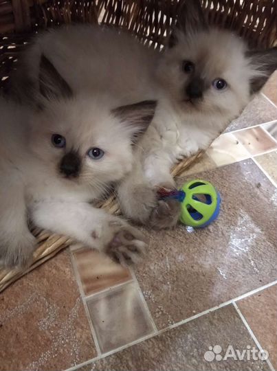 Невская маскарадная котята