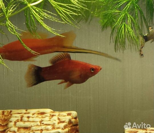 Меченосцы красные 7-8 см