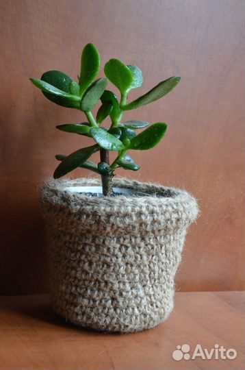 Суккуленты