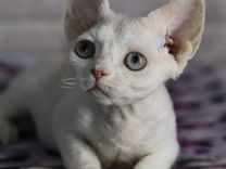 Кошечка с голубыми глазами