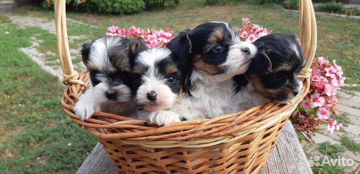 Щенки бивер йорка мини