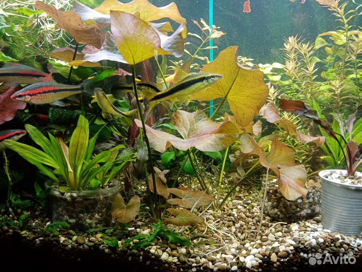 Продам растения и улитки теодоксусы