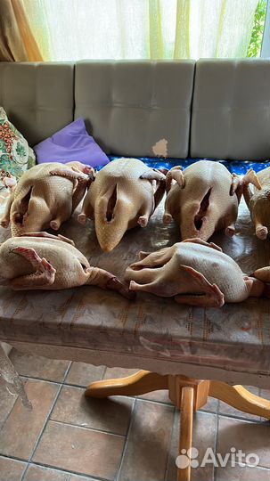 Мясо индоутки