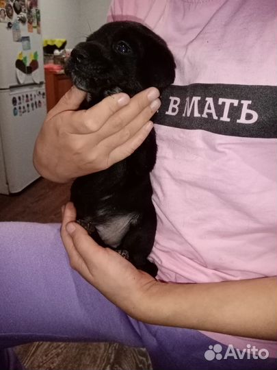Собаки щенки