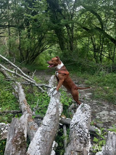 Питбуль вязка