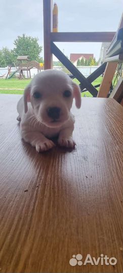 Джек Рассел терьер