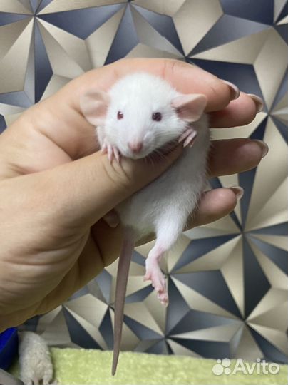 Крысята дамбо