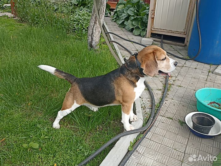 Щенки бигль