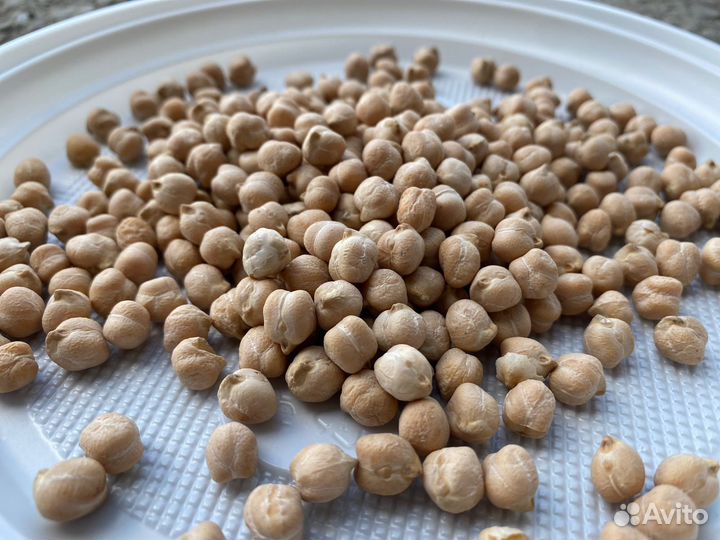 Чечевица красная