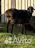Баран эдильбаевский овцы с ягнятами
