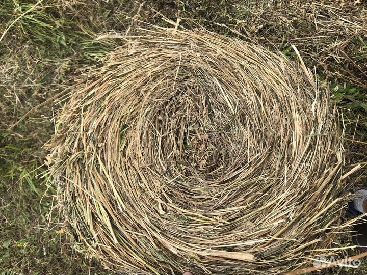 Сено в тюках