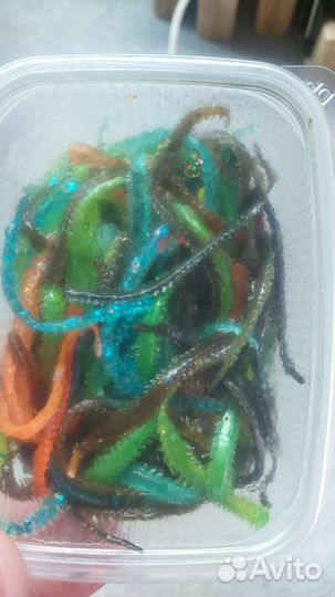 Морской червяк