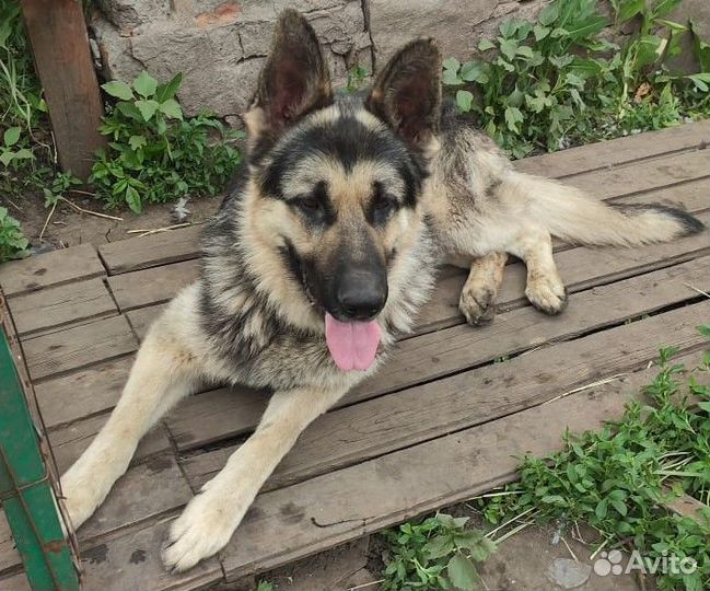 Щенки овчарки