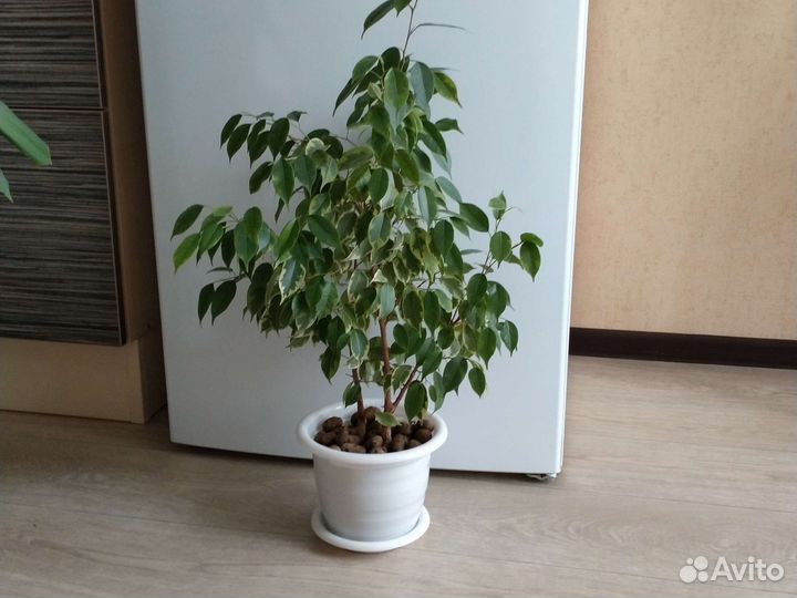 Крупные комнатные растения (3.)