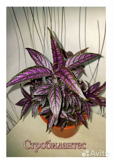 Ктенанты, перчик, полисциас, Гинура