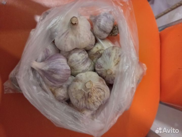 Чеснок