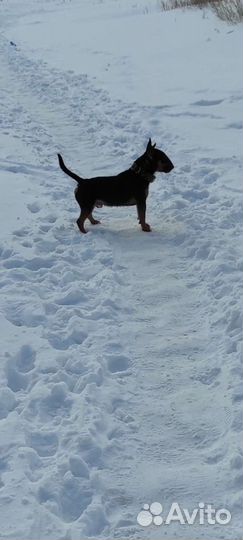 Вязка/щенки. Миниатюрный бультерьер