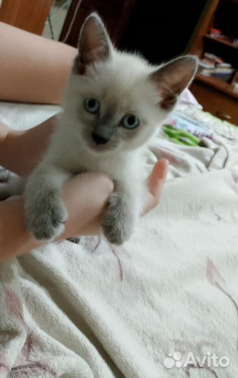 Отдадим котёнка в добрые руки