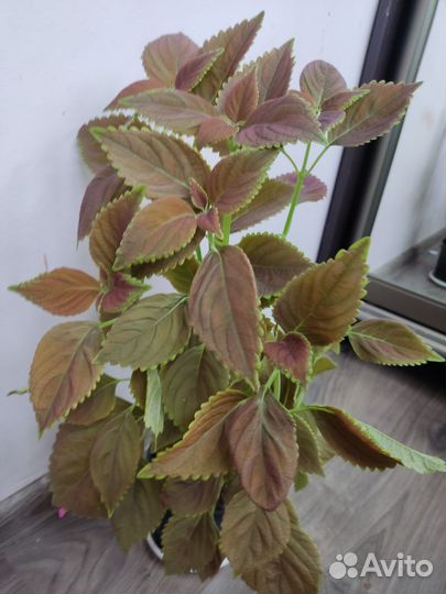 Колеусы сортовые