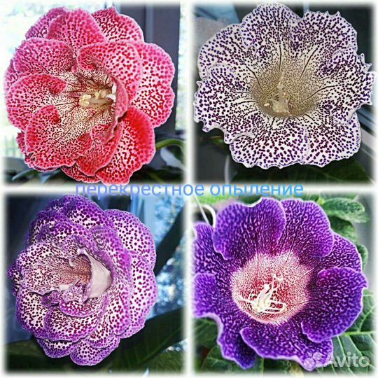 Глоксинии - перекрестное опыление, смесь