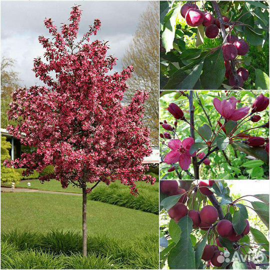 Саженцы Виноград жимолость, Смородина,Персики