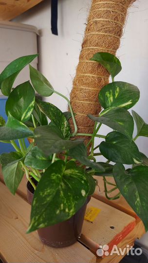 Комнатные цветы диффенбахия, фикус, драцена