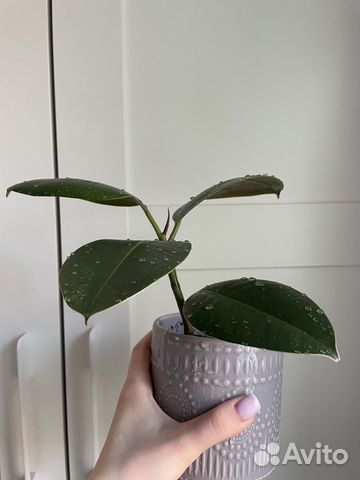 Фикус эластика