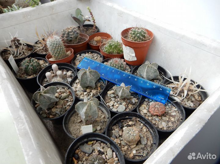 Кактусы и не только