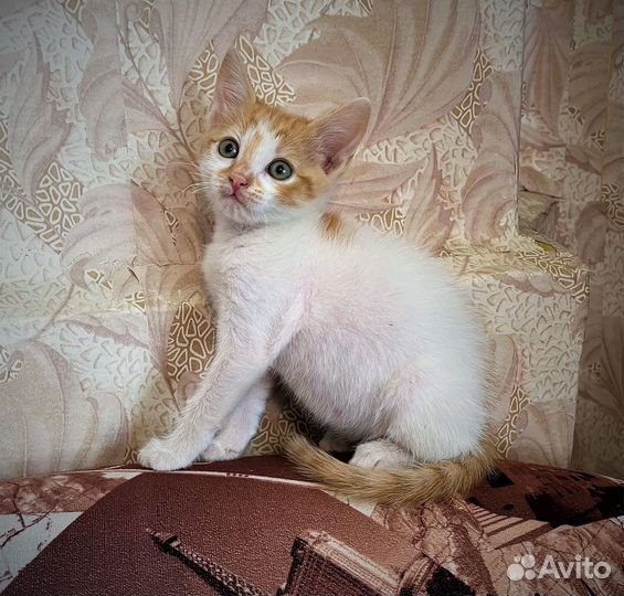 Очаровательные котята в добрые руки