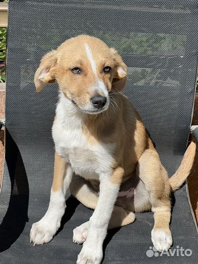 Щенки метисы